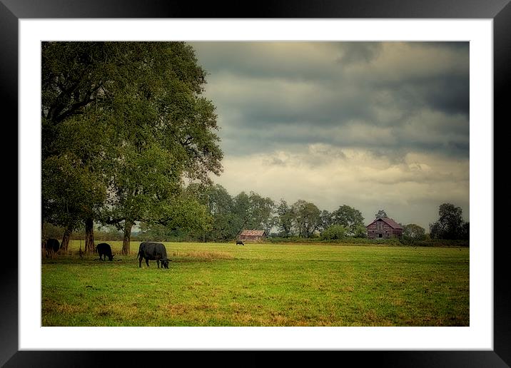 Out to Pasture Framed Mounted Print by Belinda Greb