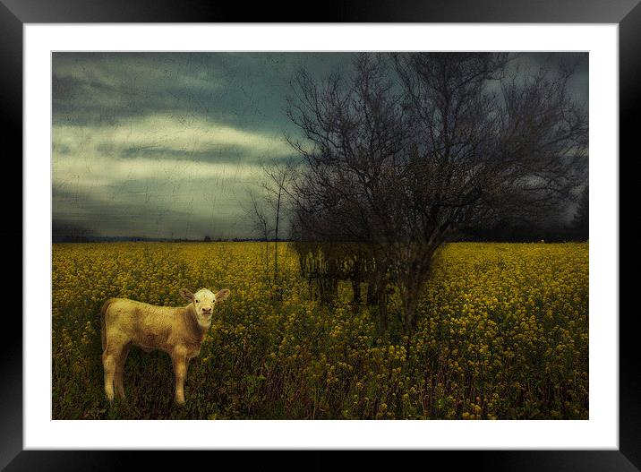 The Lost Calf Framed Mounted Print by Belinda Greb