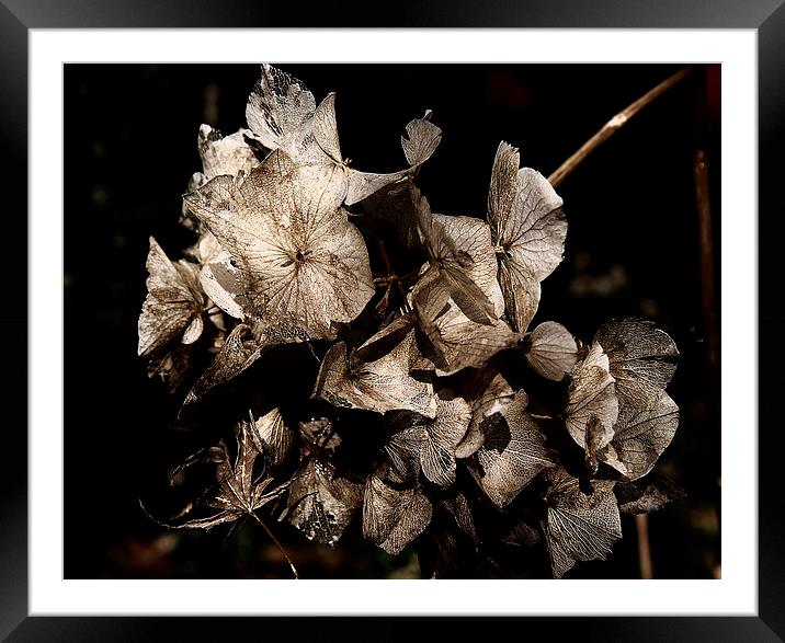 Texture of Ageing Framed Mounted Print by Belinda Greb