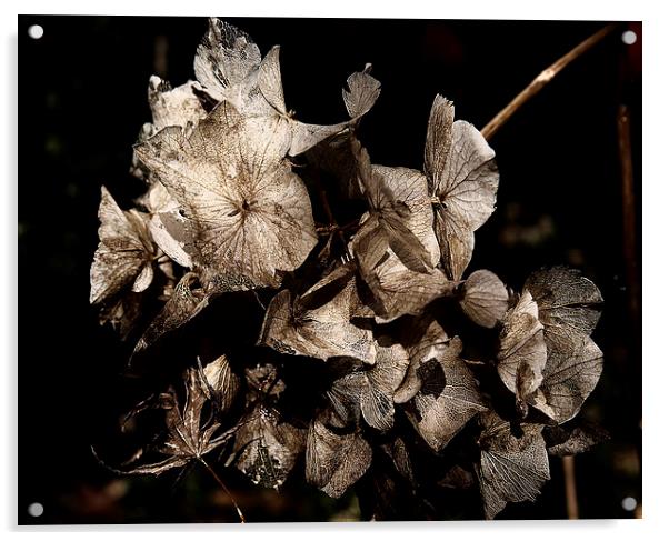 Texture of Ageing Acrylic by Belinda Greb