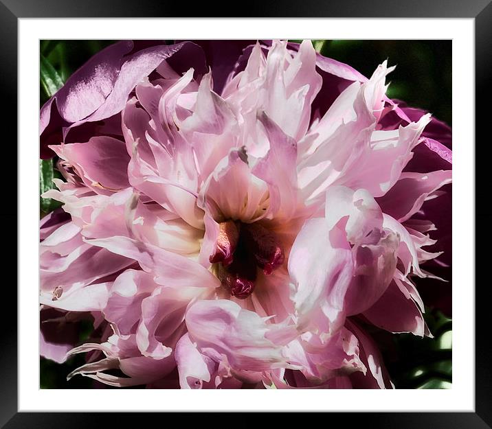 Pale and Pink Framed Mounted Print by Belinda Greb