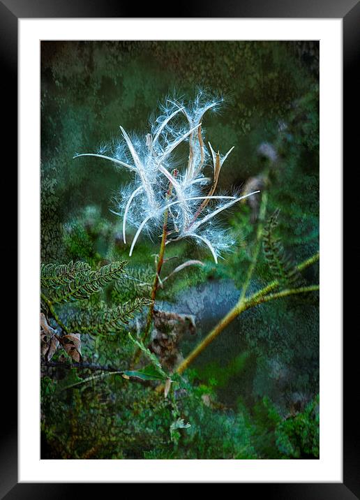 Fireweed - Flames Out but Spreading Framed Mounted Print by Belinda Greb