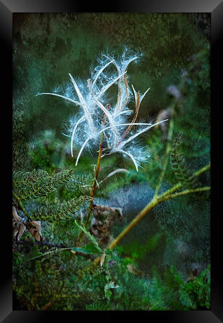 Fireweed - Flames Out but Spreading Framed Print by Belinda Greb