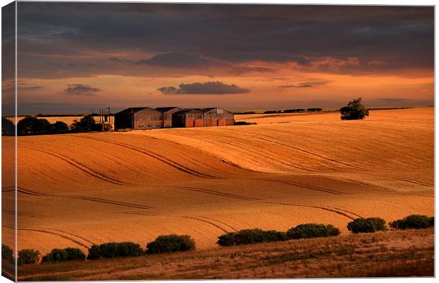 last light over the wheat fields Canvas Print by Robert Fielding