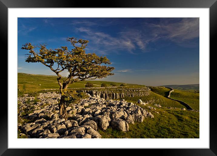 Conistone Tree Framed Mounted Print by Chris Walker
