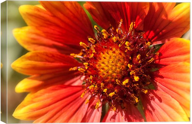 Blanket Flower Canvas Print by Mary Lane