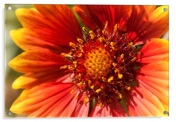 Blanket Flower Acrylic by Mary Lane