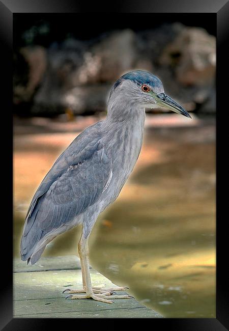 Juvenile Black Crowned Night Heron Framed Print by Anne Rodkin