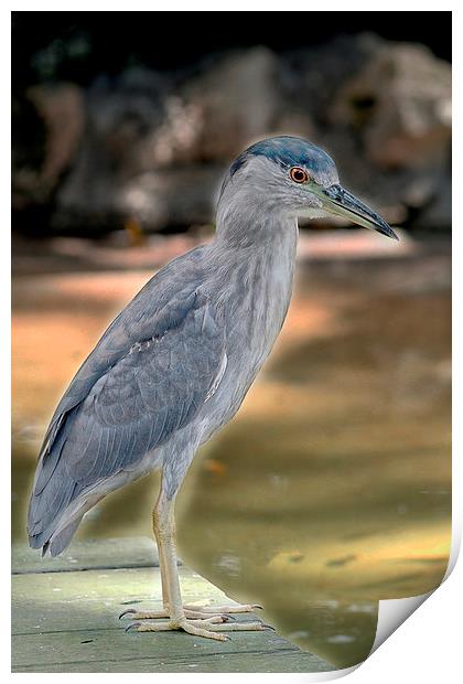 Juvenile Black Crowned Night Heron Print by Anne Rodkin