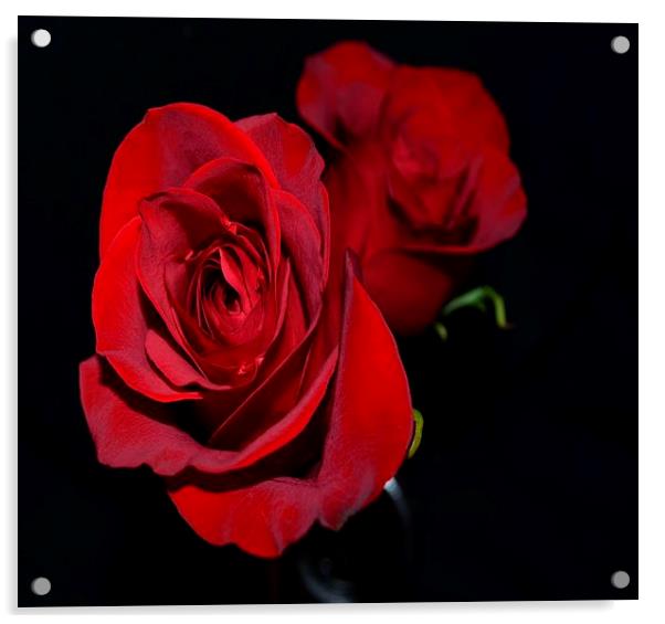 Double Red Roses Acrylic by Pamela Briggs-Luther