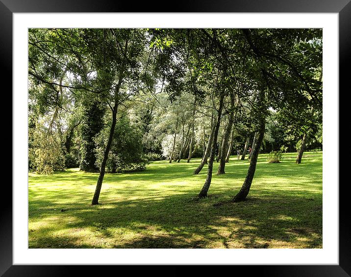 Woodland at St Marys House, Bramber Framed Mounted Print by Peter McCormack