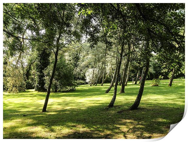 Woodland at St Marys House, Bramber Print by Peter McCormack