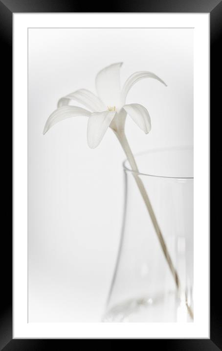 White Flower in a Vase Framed Mounted Print by Zoe Ferrie