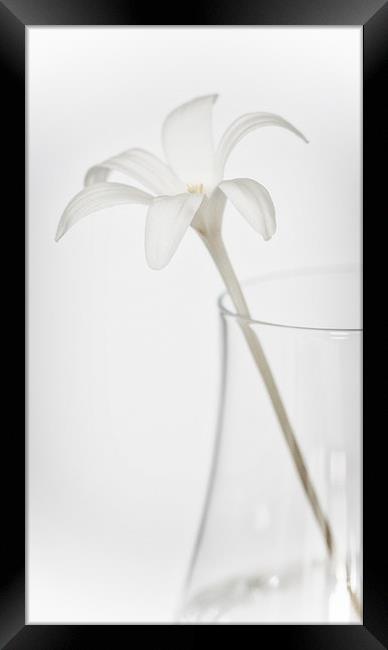 White Flower in a Vase Framed Print by Zoe Ferrie