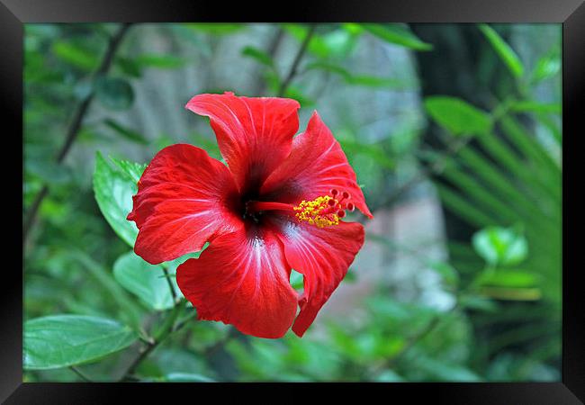 Red Hibiscus Framed Print by Tony Murtagh