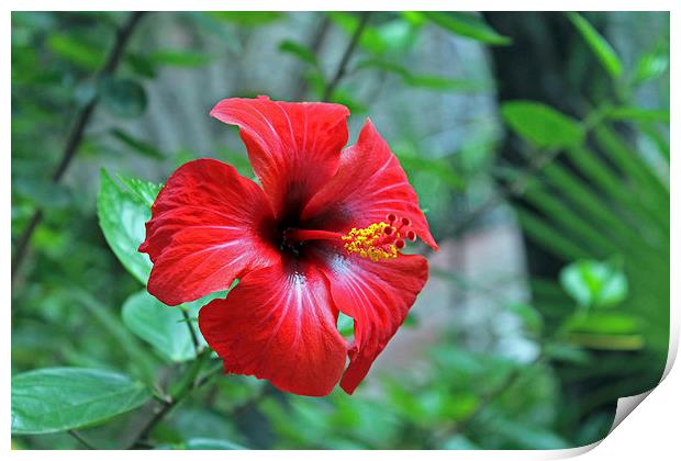 Red Hibiscus Print by Tony Murtagh