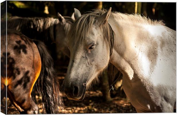 New Forest Ponies Canvas Print by Peter McCormack