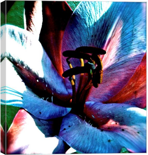 Multi-coloured cocktail Lily Canvas Print by Sue Bottomley