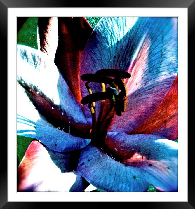 Multi-coloured cocktail Lily Framed Mounted Print by Sue Bottomley