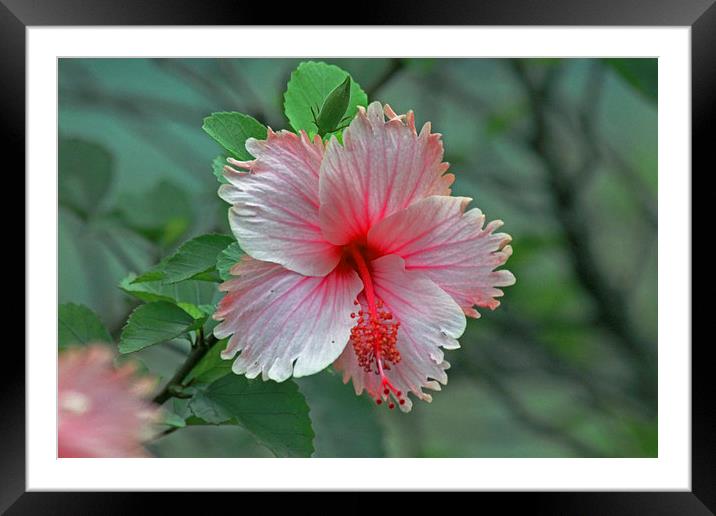 Pink Hibiscus Framed Mounted Print by Tony Murtagh