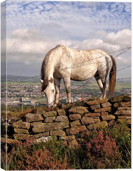 White Horse Near Darwen Tower Canvas Print by Gary Kenyon