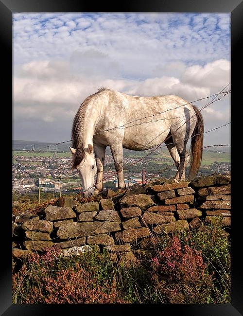 White Horse Near Darwen Tower Framed Print by Gary Kenyon