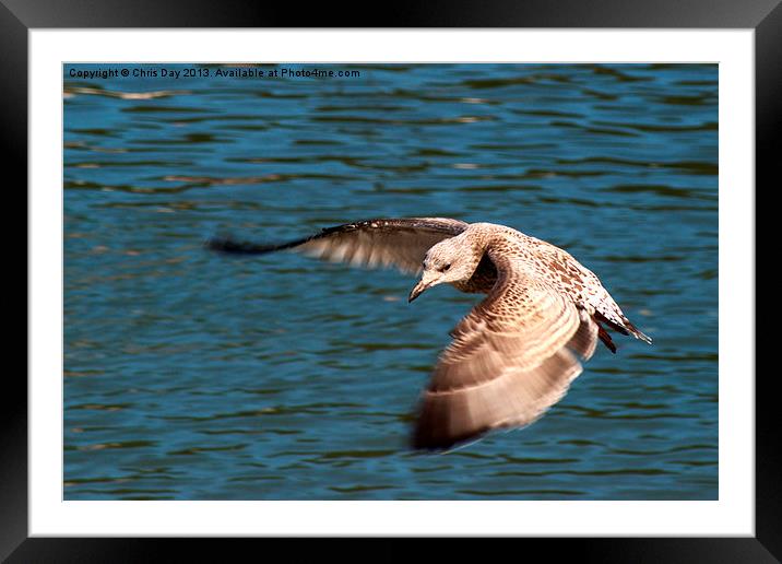 Great black backed gull Framed Mounted Print by Chris Day