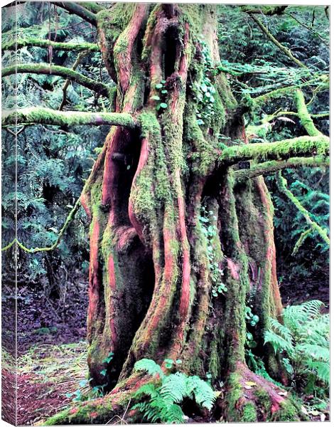 The Old Man of the Forest Canvas Print by Roger Butler