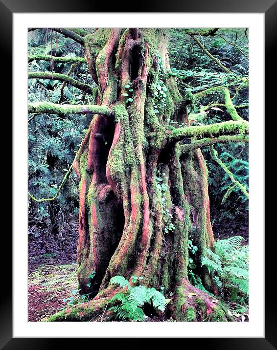 The Old Man of the Forest Framed Mounted Print by Roger Butler
