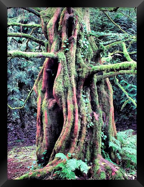 The Old Man of the Forest Framed Print by Roger Butler