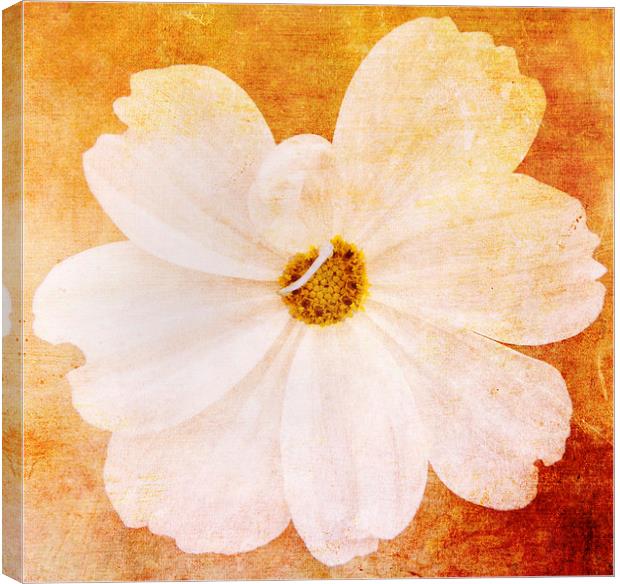 Cosmos Canvas Print by Fine art by Rina
