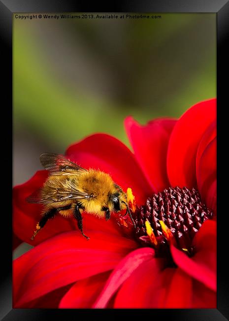 Busy Bee Framed Print by Wendy Williams CPAGB