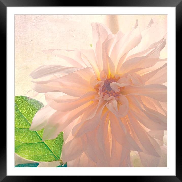 Buy Her Flowers Framed Mounted Print by Robin Dickinson