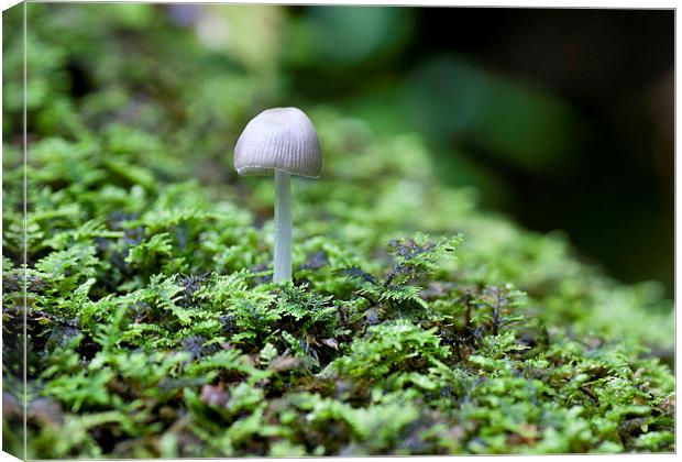 Mushroom on log Canvas Print by Steven Ralser