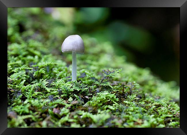 Mushroom on log Framed Print by Steven Ralser