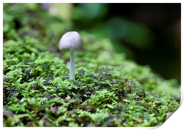 Mushroom on log Print by Steven Ralser