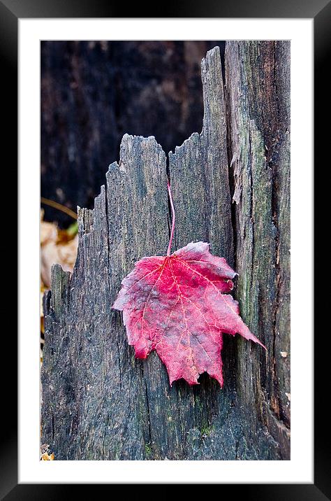 Maple Leaf Framed Mounted Print by Steven Ralser
