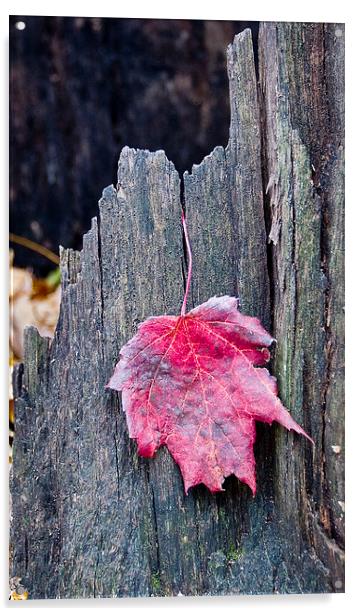 Maple Leaf Acrylic by Steven Ralser
