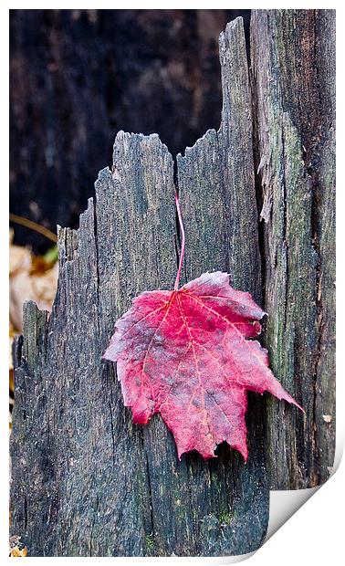 Maple Leaf Print by Steven Ralser
