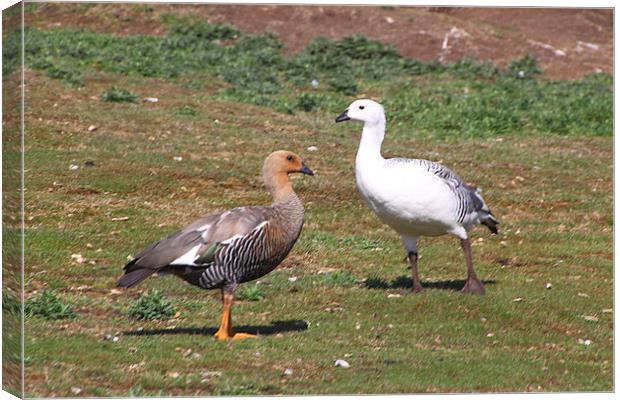 Pair of Upland Geese Falkland Islands Canvas Print by Carole-Anne Fooks