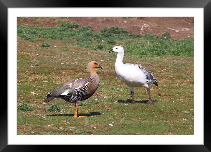 Pair of Upland Geese Falkland Islands Framed Mounted Print by Carole-Anne Fooks