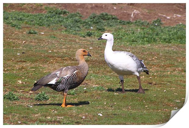 Pair of Upland Geese Falkland Islands Print by Carole-Anne Fooks