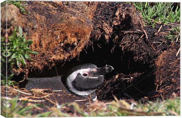 Magellanic Penguin in Nesting Burrow Canvas Print by Carole-Anne Fooks