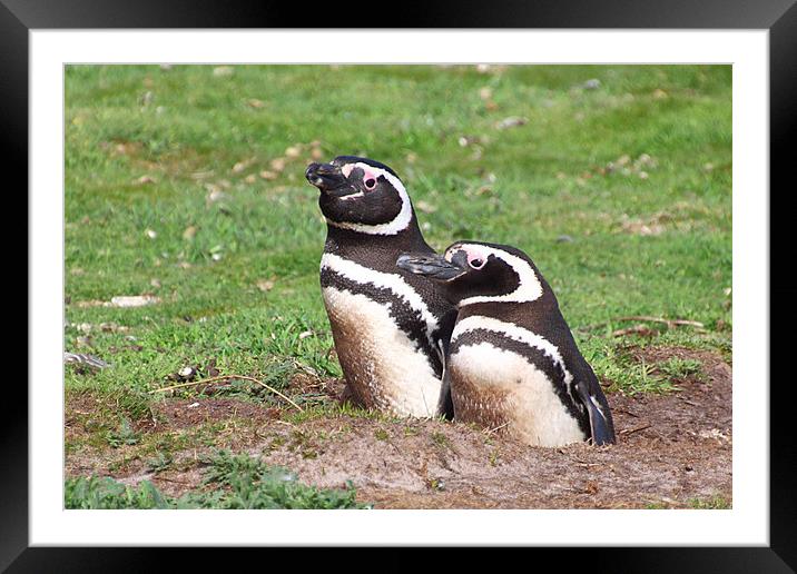 Magellanic Penguin Pair in Their Nesting Burrow Framed Mounted Print by Carole-Anne Fooks