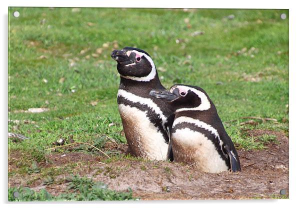 Magellanic Penguin Pair in Their Nesting Burrow Acrylic by Carole-Anne Fooks