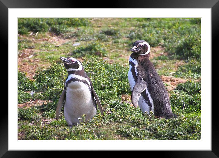 Magellanic Penguin Near Their Nesting Burrow Framed Mounted Print by Carole-Anne Fooks