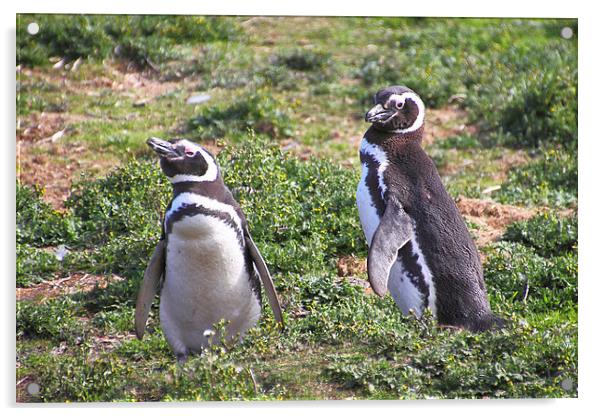 Magellanic Penguin Near Their Nesting Burrow Acrylic by Carole-Anne Fooks