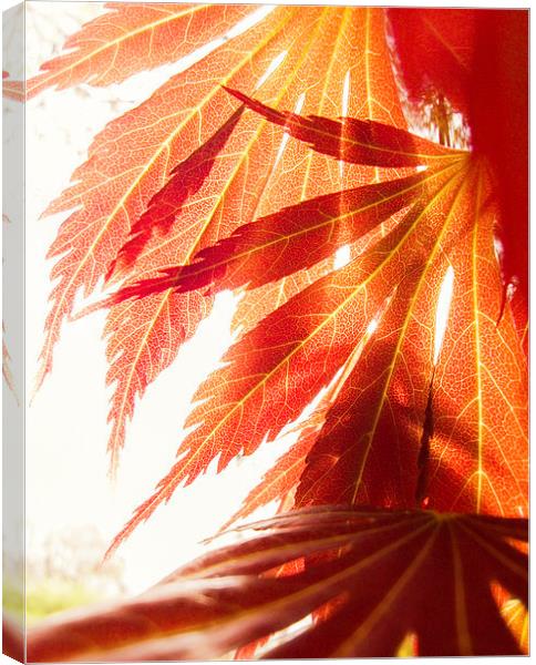 maple leaves Canvas Print by Silvio Schoisswohl