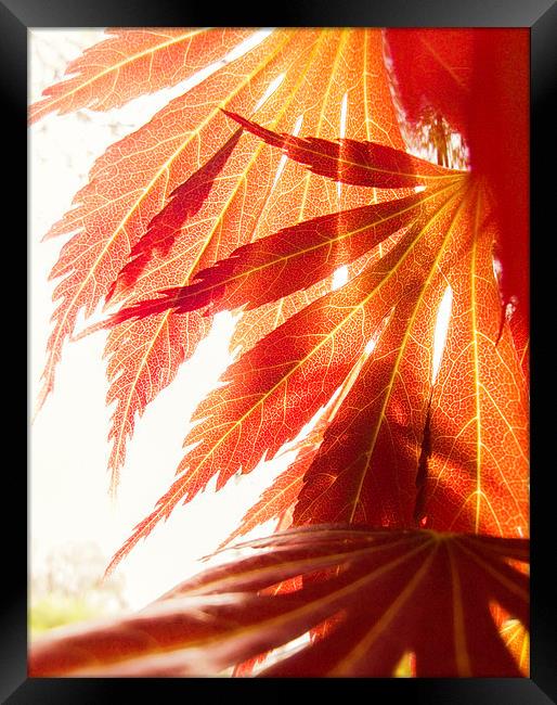 maple leaves Framed Print by Silvio Schoisswohl