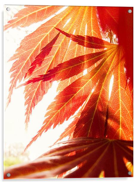 maple leaves Acrylic by Silvio Schoisswohl